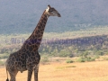 GiraffeWatermark.jpg